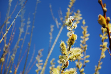 Pussy willow on the blue sky background.