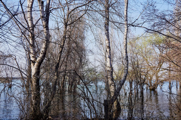 spring trees stood in the water at high tide on a sunny warm day on the lake and blue sky