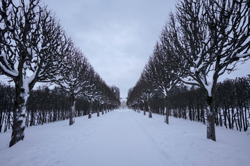 winter in the forest