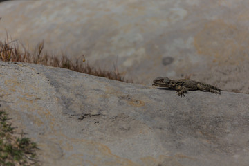 Lizard
