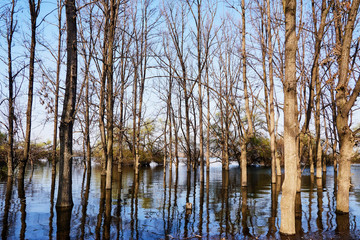 spring trees stood in the water at high tide on a sunny warm day on the lake and blue sky