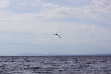 seagull flying over sea