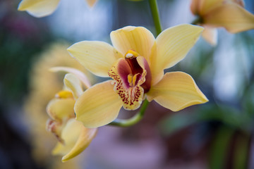 yellow orchid on green background