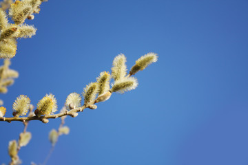 Pussy willow on the blue sky background.