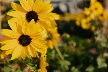 yellow flowers close up view