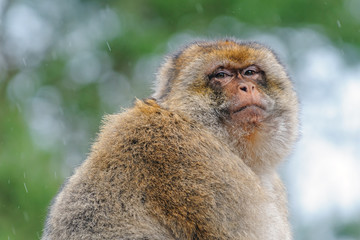 Portrait of an adult Barbary macaque made in semi-free park