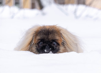 Pekingese in the snow