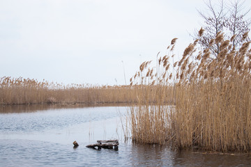 Stems of reeds over the water.