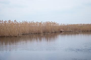 Golden reed grass in spring in the sun near the water.