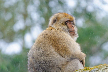 Portrait of an adult Barbary macaque made in dutch semi-free park