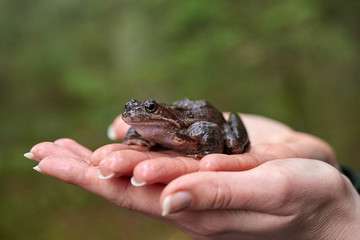 Brown frog in woman's hands.