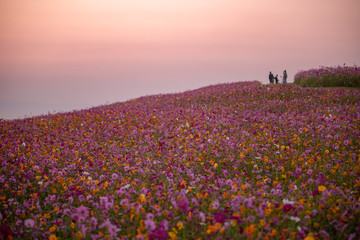 colorful flowers on the hill in sunrise background