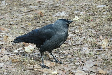 European jackdaw on ground in winter season, closeup