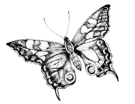 Butterfly Drawing, Butterfly Pen and Ink Illustration, Drawing of Monarch, Stipple Art, Butterfly Artwork