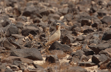 Cream-coloured Courser