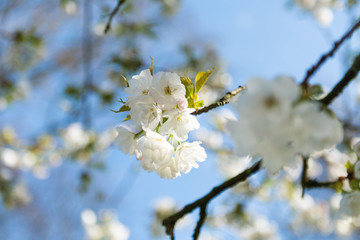 Sakura blooming in spring against a blue sky