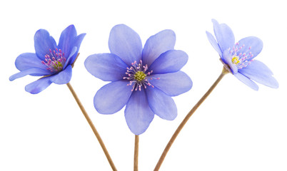 blue flower isolated