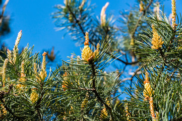 Young shoots of pine. Young shoots on the branches of pine. Young shoots of pine trees in the forest spring. bud pollination pine-cone