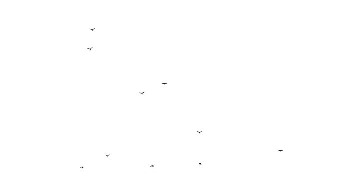 flock of birds flies on a white background looped