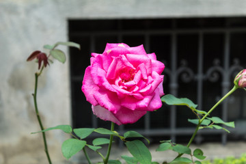 Close Up Rose in a Garden