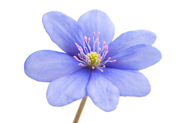 blue flower isolated