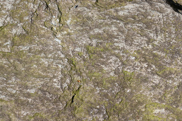 Surface of a mossy rock in the nature