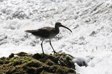 Whimbrel