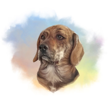 Cute dog on watercolor background. Portrait of a Handsome Hunting Dog. Hand painted illustration. Animal collection: Dogs. Good for print T-shirt, pillow, pet shop. Art background. Design template