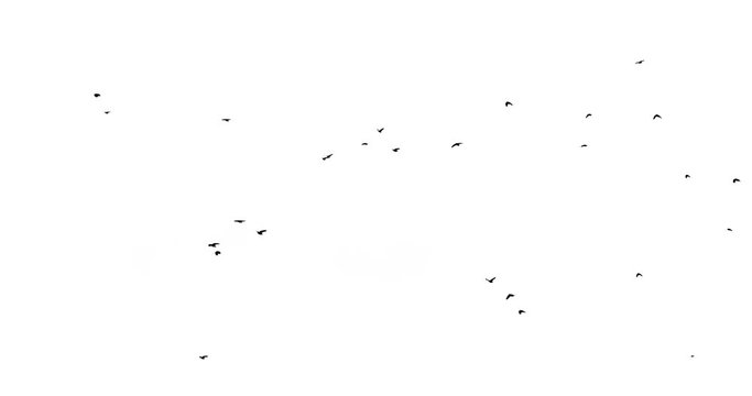 a flock of crows flying from right to left on a white background
