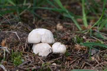 White edible spring fungus Calocybe gambosa, commonly known as St. George's mushroom on the edge of the spruce forest.