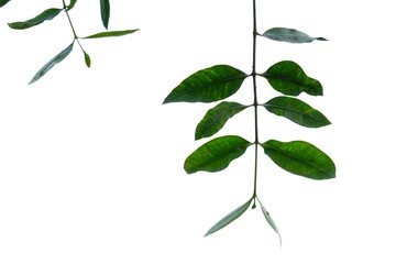 A twig of tropical plant leaves on white isolated background for green foliage backdrop 