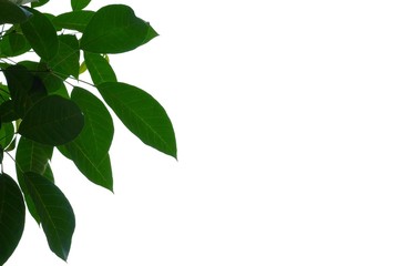 Fototapeta premium Tropical tree leaves with branches on white isolated background for green foliage backdrop 