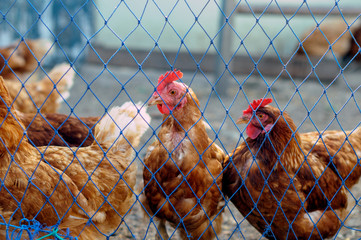 Gallinero con gallinas 04