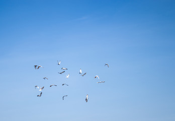 A flock of pigeons flying in the clouds. Pigeons soared to the blue sky.