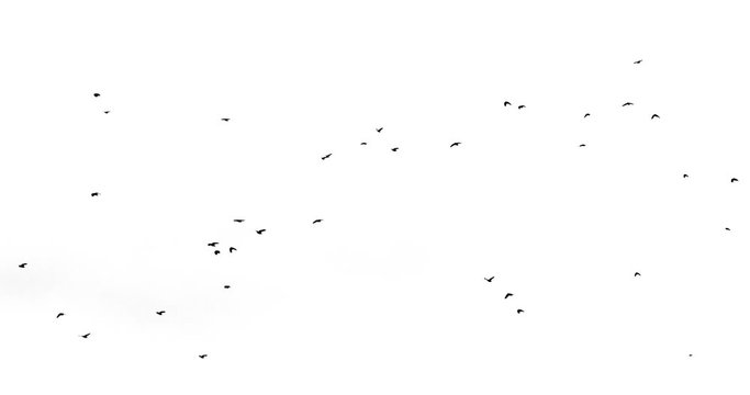 a flock of crows flying from right to left on a white screen looped