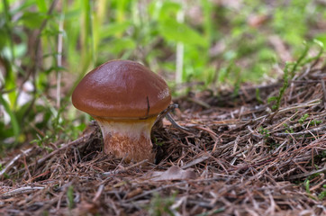 Young Suillus grevillei under larch, commonly known as Greville's bolete and larch bolete. Edible mushroom.