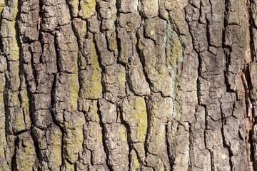 tree bark in the forest