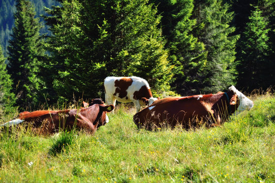 cows to craze