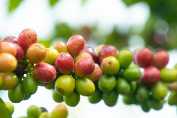 Coffee bean in coffee tree plantation.Fresh green and red berry of coffee in organic farm.
