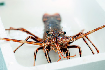 Langosta roja viva 04