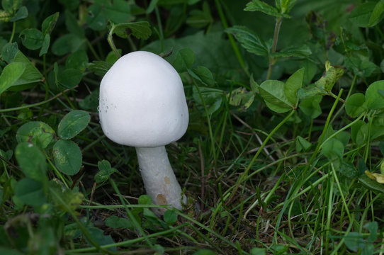 White inedible mushroom Leucoagaricus leucothites growing in the grass in the garden.  Also known as white dapperling or white Agaricus mushroom. 