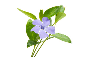 periwinkle flower with leaves