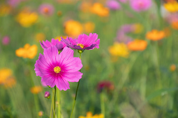 Obraz premium Pink and yellow cosmos flower field background.Beautiful cosmos flower natural garden in countryside.Flower field in summer concept.