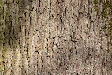 tree bark texture