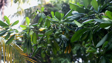  green lemons growing on a tree