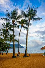 Obraz premium Beautiful Tropical photos tall palms