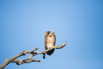Vulture perched up a dead branch with clear blue sky behind