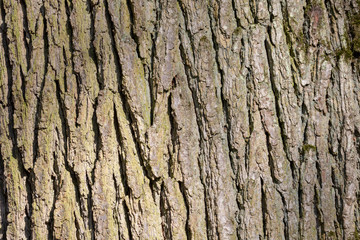 bark of a tree