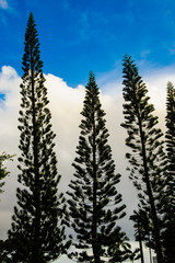 Beautiful Tropical photos tall trees