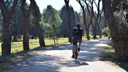 A cyclist rides a bike through a pine forest